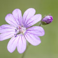 Bermooievaarsbek – kleine bloem en toch moeite waard om naderbij te bekijken.